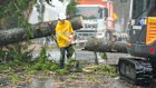A worker removes a fallen tree in Scarborough, north of Brisbane, in the aftermath of Cyclone Alfred in March.
