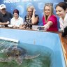 Opposition Leader Anthony Albanese (left) and his partner Jodie Haydon (2nd from right) together with Labor candidate for Leichhardt Elida Faith (centre) and Shadow Minister for the Environment and Water Terri Butler (right) at the Fitzroy Island Turtle Rehabilitation Centre during a visit to Fitzroy Island, Queenland where Labor announced reef protection policy.