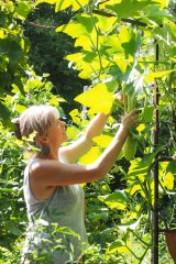 Healthy Growth Of The Edible Gardening Movement