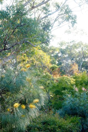 Brian Roach’s passion for Australian flora is on display in the garden of his Westleigh home.