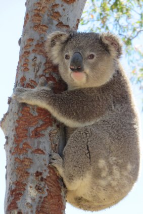 A koala in the Monaro region, photographed by Two Thumbs Wildlife Trust.