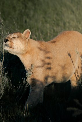 Never know what you’ll see – a patagonian puma.