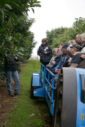 Mrs Cotterell takes a tour group to Fontanini Fruit and Nut Farm's avocado orchard in Manjimup. 