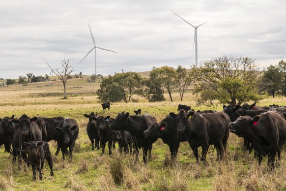 Simon Barton says his Angus beef cattle are not affected by his wind turbines.