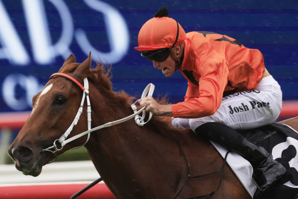 Exciting Newcastle galloper The Bopper returns at Rosehill today.