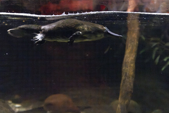 Platypus live in burrows up to 10 metres in length and sleep about 17 hours a day.