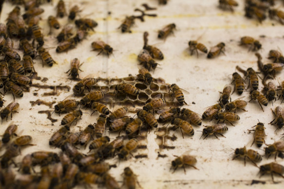 Almond grower Select Harvests has warned that the mite outbreak in NSW could cause a bee shortage in Victoria and South Australia.