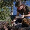 Estella Bayfield feeds Echidnas at Taronga Zoo as part of a work experience program.