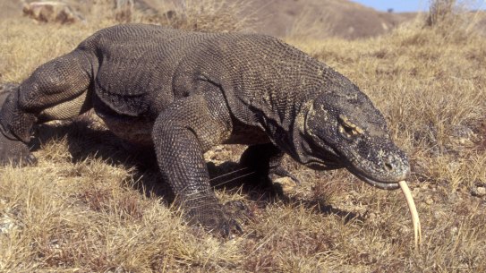 The world-famous Komodo dragon is among the species singled out by the International Union for Conservation of Nature as likely to face increased threats as the planet warms.