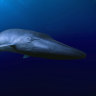 New crew of blue whales discovered by recording their distinct tunes
