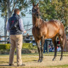 From rockstar to champion: I Am Invincible finally wins stallion title