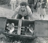 From the Archives, 1987: Upwardly mobile koalas move into Templestowe
