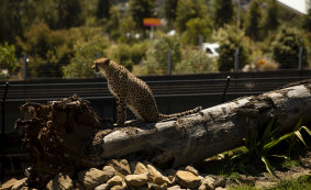 A cheetah at Sydney Zoo is among the 19 exotic species on display.