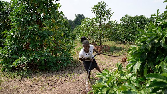 Excelsa plants in South Sudan. Its trees stand much taller than more market-friendly coffee plants, making them difficult to harvest.