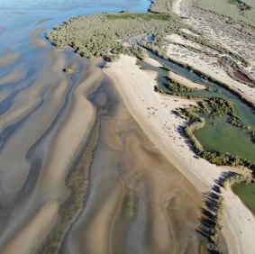 Mangrove habitat meets sand flat habitat in the Gulf. 