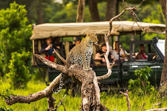 A safari drive in the Maasai Mara plains of Kenya.