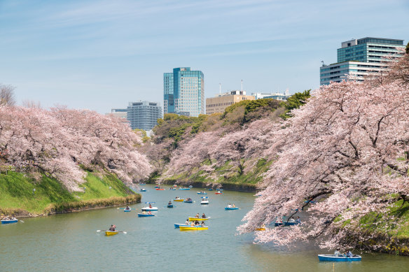 The moat surrounding the parklands of Tokyo’s Imperial Palace is one of the most beautiful places for cherry blossoms in spring.