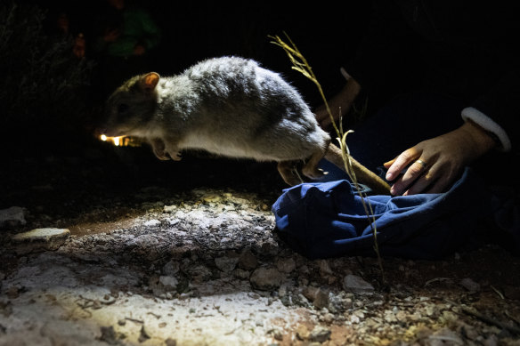 The AWC ecology team catch and record the recently released burrowing bettongs to note their health and numbers. 