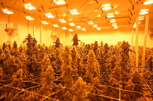 Those with a valid cannabis prescription would have to register with Transport for NSW.