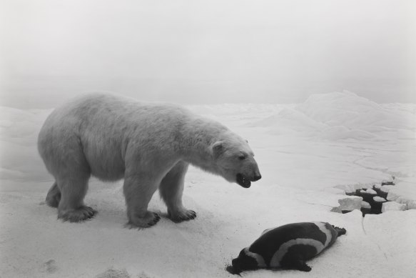 Polar Bear, 1976.