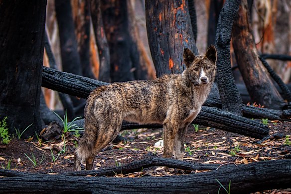 They look like domestic dogs, or even like thylacines, but these little-known brindle dingoes are endemic to alpine regions of Victoria and NSW.