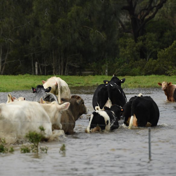 Flooding: Won’t somebody think of the cows?