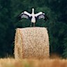 A stork stands on a straw bale on a field in the outskirts in Frankfurt, Germany.
