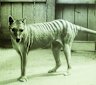These personal portraits of extinct species may well make you cry