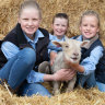A big hit on EweTube: sisters star in Show's virtual sheep contest