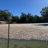 Millions of fish have died near Menindee in outback NSW this month.