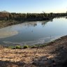 Two million fish to be released into Murray-Darling system