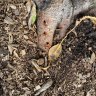 Historic fig trees vandalised in Mosman