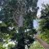 Jim Killen said many trees, including this Queensland Kauri, were dramatically undersized in the original arborist report.