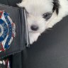 The second missing Maltese-Shih Tzu cross puppy who was taken from a Mitchelton home in Queensland has been found by police.
