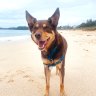 ‘A pod of four-legged dolphins’: the unleashed joy of dog beaches