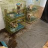 RSPCA has released shocking photos of puppy farms in Western Australia.
