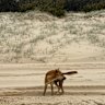A boy has been bitten by a dingo, which adults reportedly stabbed during the rescue. 