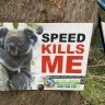 Why the numbers in Queensland’s new koala report just don’t add up