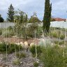 A Miyawaki forest planted at Poiseidon Primary School in Heathridge. 