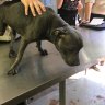 Report reveals rise in bans for Queensland animal abusers