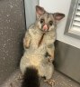 When possums drop in – literally – and make themselves at home