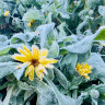 Why the last frost of the season is important for your garden