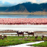 The water’s edge is common place for flamingos and water buffalo to congregate.