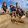 The Davidsons discovered an ancient whale fossil at Ocean Grove beach. From left to right: Max Davidson, 14, Kristina Davidson, Woody Davidson, 9, Nick Davidson and Mina Davidson, 11. 