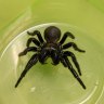 Venom from Queensland spiders could be used to treat heart attacks
