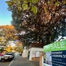 WA’s greenest city turns red at the prospect of a cherished century-old tree being chopped down