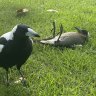 A magpie studies Dr Speechley.