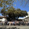 Fremantle activists celebrate after council walks back removal of century-old fig from tree register