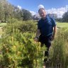 Royal Sydney Golf Club: Removal of trees will restore original coastal heathlands
