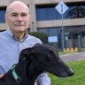 Greyhound trainers who harmed animals still racing amid record profits
